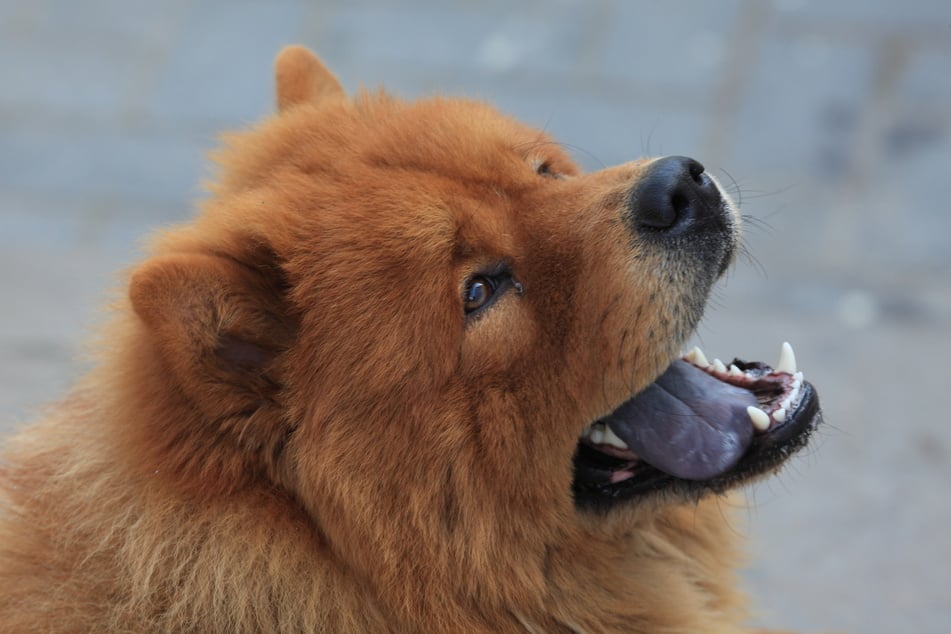 The Chow-Chow is famous for its blue tongue.