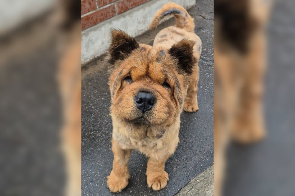 Weil sein Fell so stark verfilzt war, wurde Leo im Tierheim erst einmal komplett geschoren.