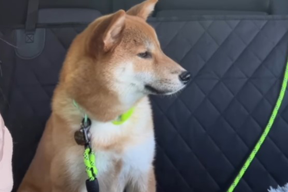 Kuma ignored her owner when she picked her up from the doggie hotel. Luckily, her annoyance didn't last.