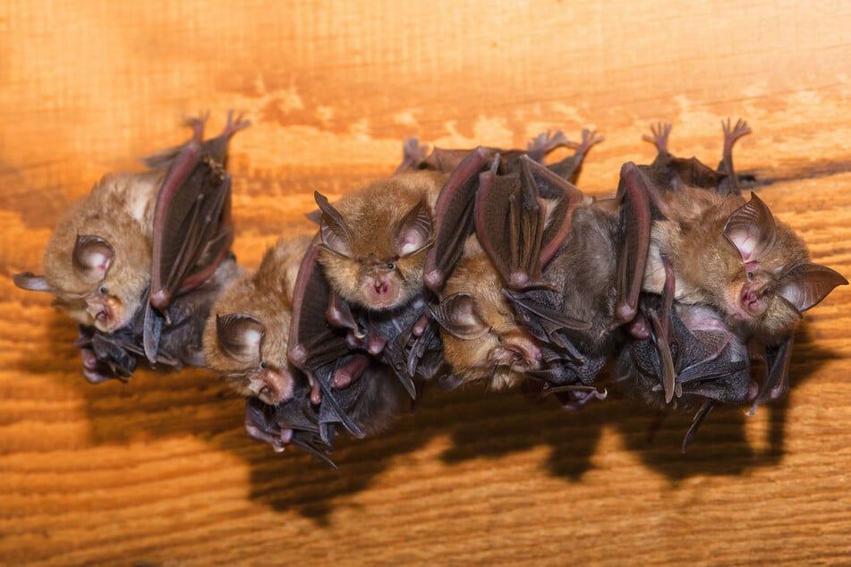 In Deutschland gibt es insgesamt 25 Fledermaus-Arten, 22 davon auch in Sachsen. Hier zu sehen ist die wohl berühmteste Art Sachsens: die kleine Hufeisennase.