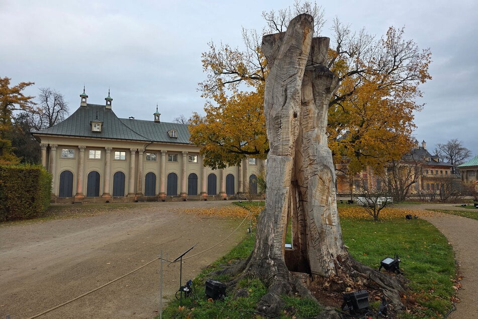 Die erste tote Buche wurde zum Mahnmal für die Klimakatastrophe.