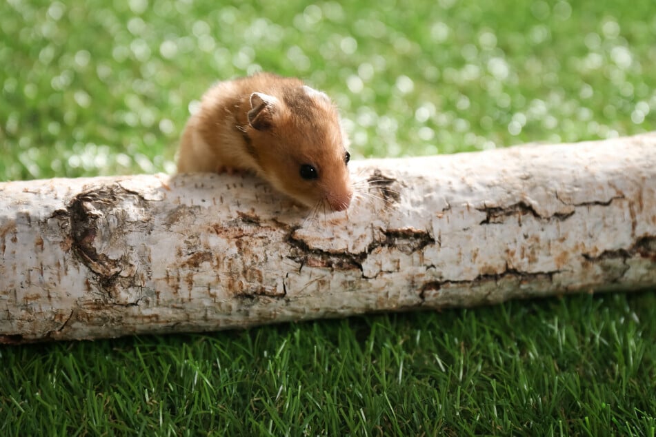 Nicht an allen Hölzern können Hamster bedenkenlos nagen.