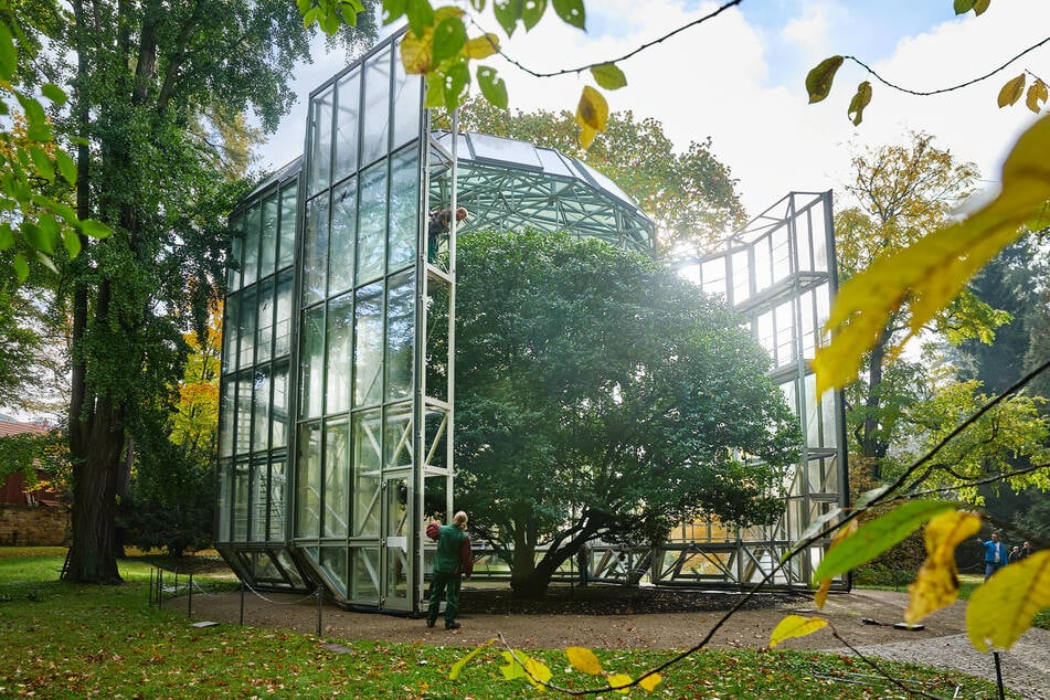 Das fahrbare Glashaus schützt die Pflanze vor Frost.