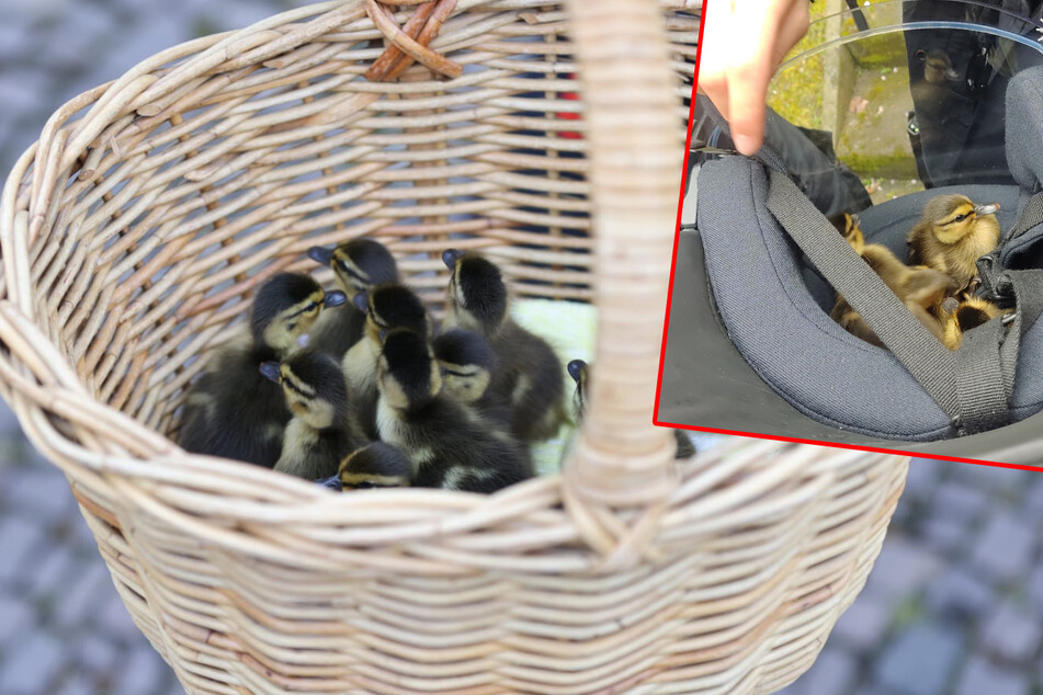 Zuckersüßer Einsatz: Die Polizei rettete am Samstag eine Entenfamilie aus einem Parkhaus in Leipzig. Zeitweise hatten es sich die Küken sogar in einem Helm gemütlich gemacht (kleines Bild).