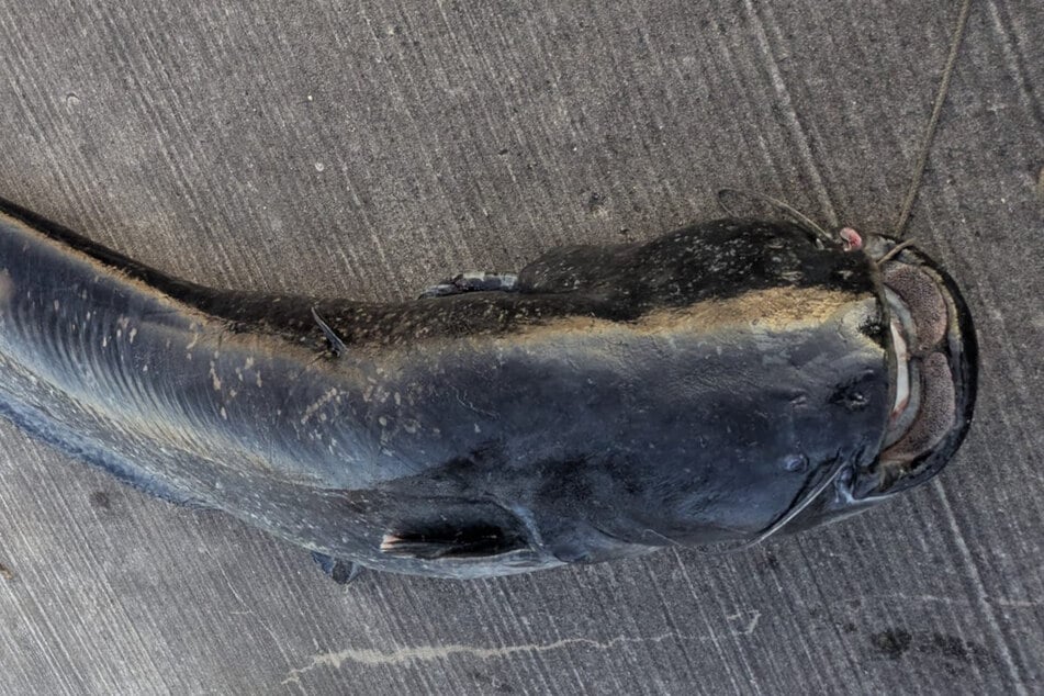 Für den Wels könnte aktuell Laichzeit gewesen sein. Diese Fische verteidigen die Eier aktiv. Vielleicht wurde ihm das zum Verhängnis.
