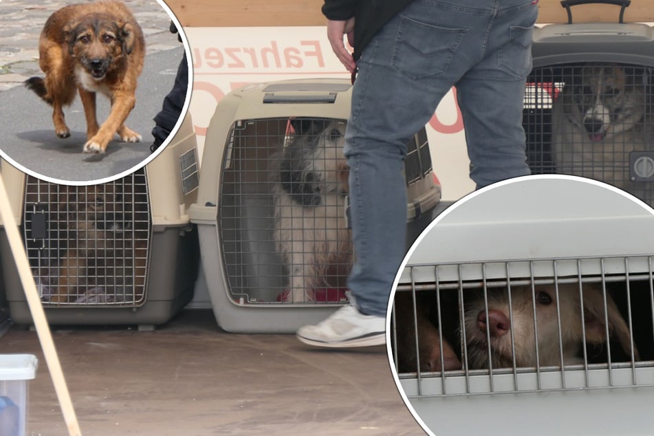 Hilferuf aus Sachsen nach XXL-Tierrettung: "Behörde übernimmt nur die notwendigsten Dinge"