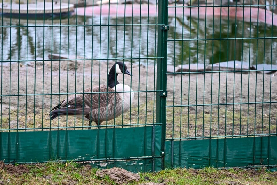 Seit vielen Jahren hält er Rassegeflügel, doch nun haben sich Vogelgrippe-Verdachtsfälle auf seinem Hof bestätigt.