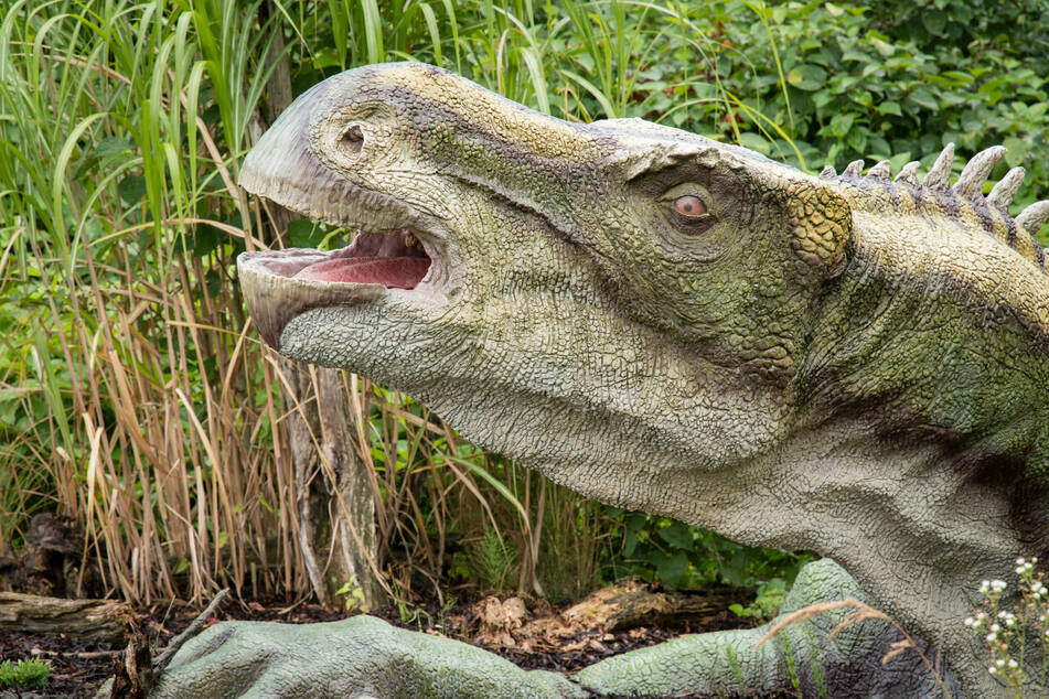 The Brighstoneus simmondsi is closely related to the herbivorous iguanodons (pictured).