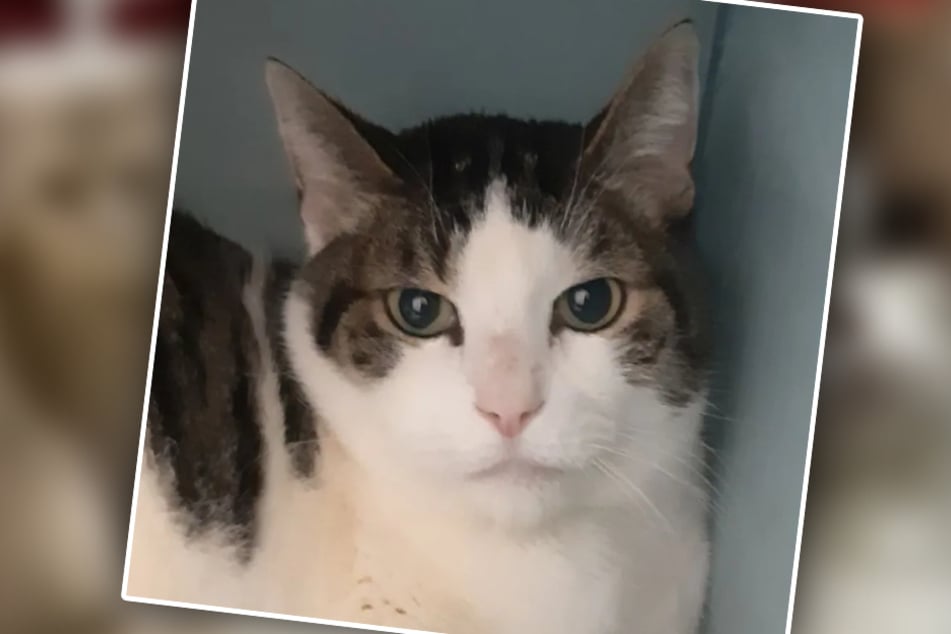 Mimo verhält sich im Tierheim sehr scheu und sehnt sich nach einem richtigen Zuhause.