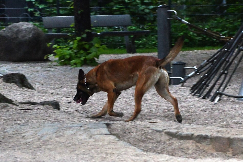 Dank des Polizeihundes Beast wurde ein polizeibekannter Einbrecher geschnappt. (Symbolbild)