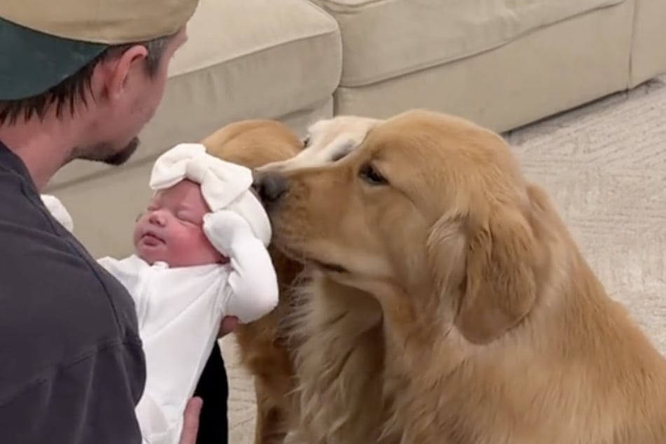 The dogs gently kiss the baby's head.