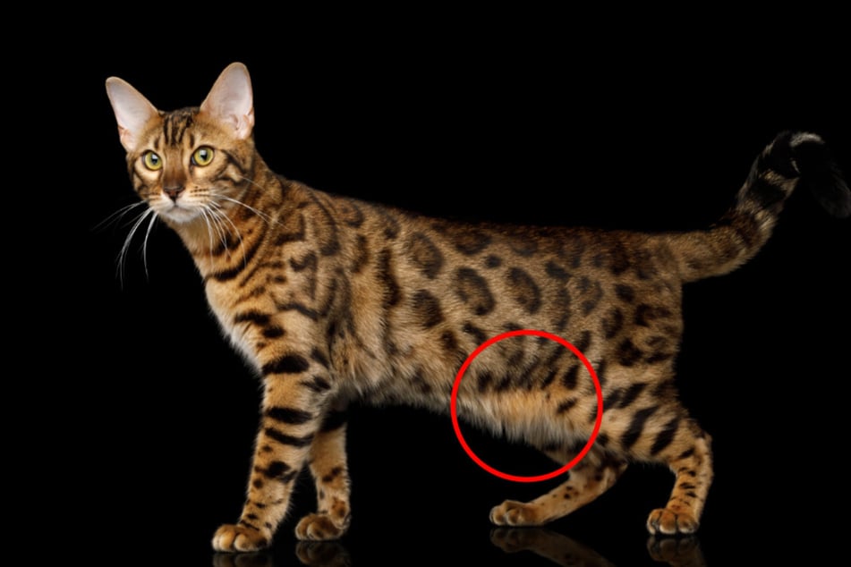 Certain cat breeds have more pronounced primordial pouches.