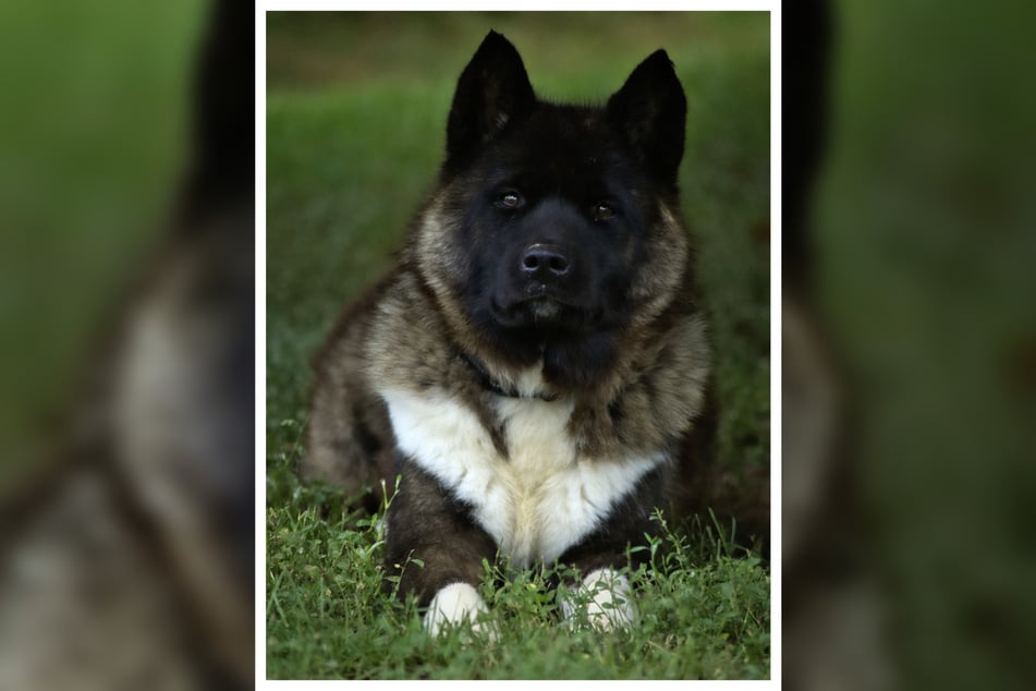 Yuka kam wegen einer Sicherstellung in das Tierheim in Marburg-Cappel.