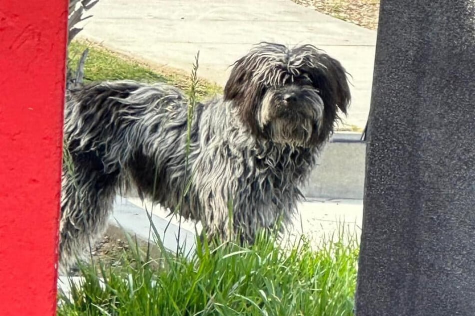 This abandoned dog kept looking for her family and didn't understand she'd been left behind.