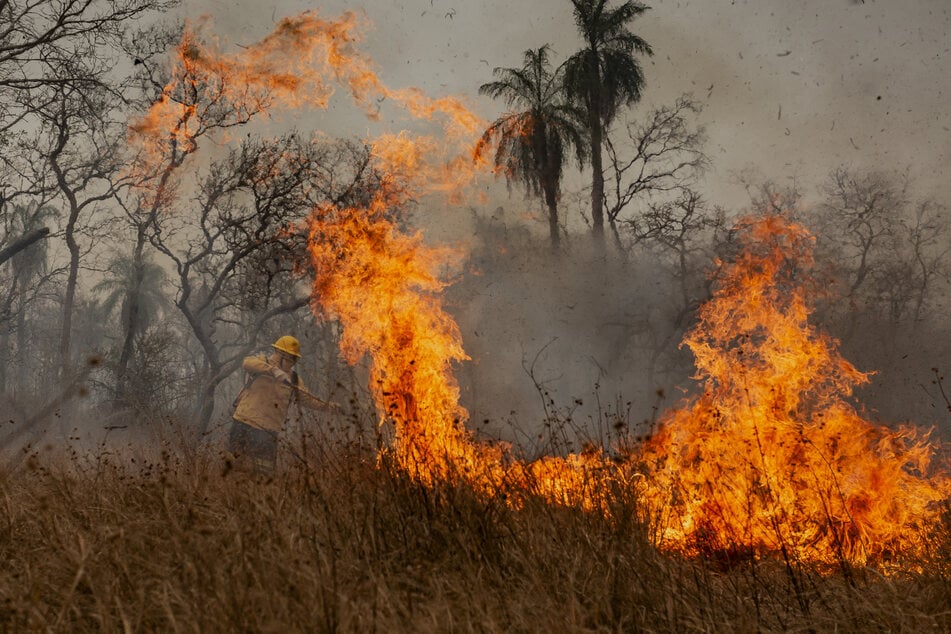 Por primera vez, el fuego fue la principal causa de destrucción de los bosques tropicales, con casi el 50%.