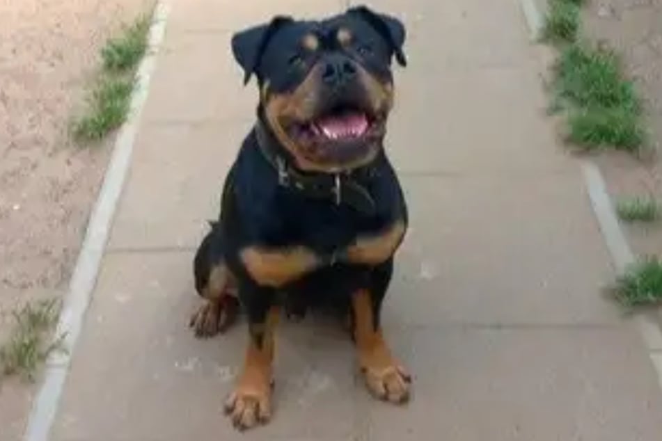 Old English Bulldogge Spike aus dem Hamburger Tierheim ist auf der Suche nach einem liebevollen Zuhause.