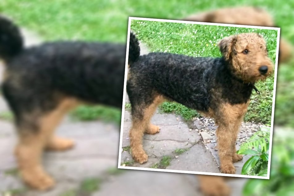 Gesundheitliche Probleme verwehren es seinem Besitzer, für Neo da zu sein. Der Airedale Terrier braucht dringend ein neues Zuhause.