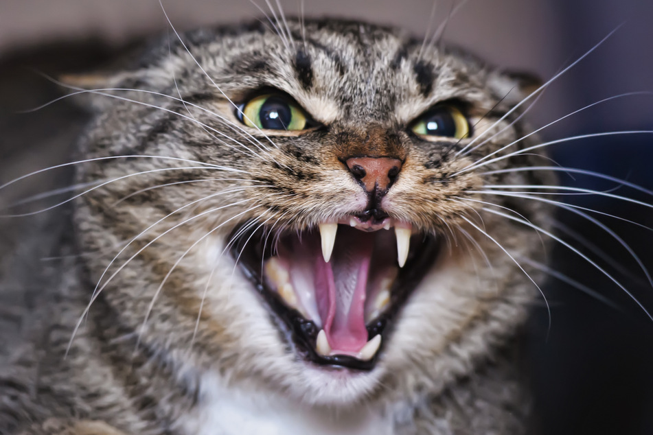 A Lilac British Cat With A Blue Coat Looking Up The Cat Opened His Mouth  With A Mad Look The Concept Of An Animal That Is Surprised Or Amazed Stock  Photo 