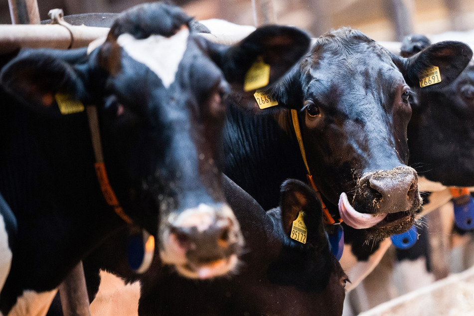 Der Viehbestand an Rindern betrug 2021 in Sachsen 443.697 Stück. Im Vergleich zum Vorjahr ging er um zwei Prozent zurück.