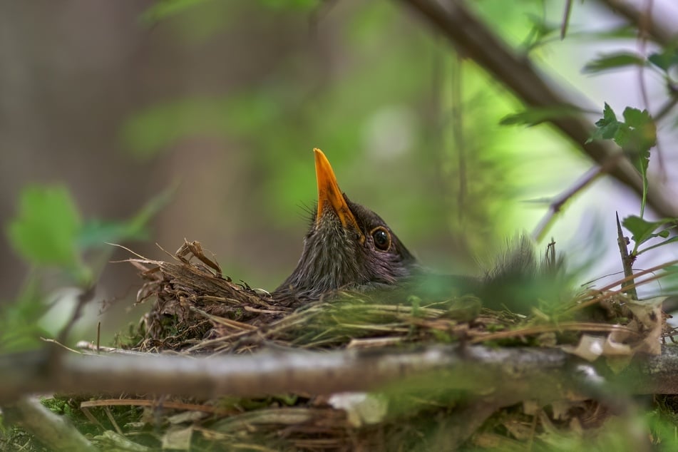 Sitzt das Muttertier im Nest, sollte das Vogelbaby nicht gleich wieder hineingesetzt werden, um die Mutter nicht zu verschrecken.