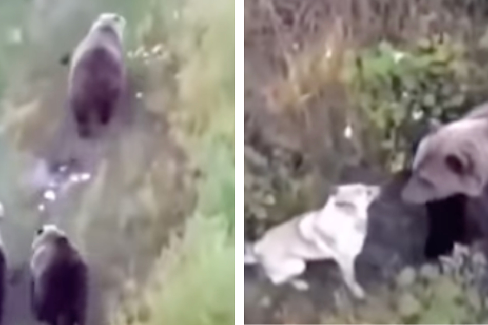 Husky rennt von zu Hause weg: Als die Besitzer nach ihm suchen, steppt der Bär!