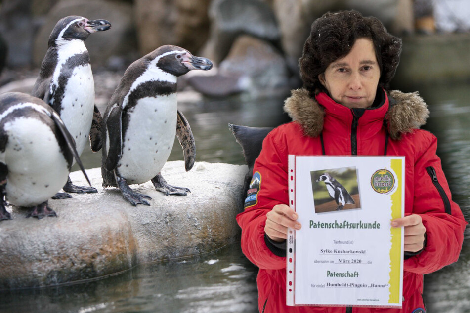 Sylke Kucharkowski (51) hat derzeit vier Patenschaften im Amerika-Tierpark in Limbach-Oberfrohna. Dazu gehört auch ein Humboldt-Pinguin.