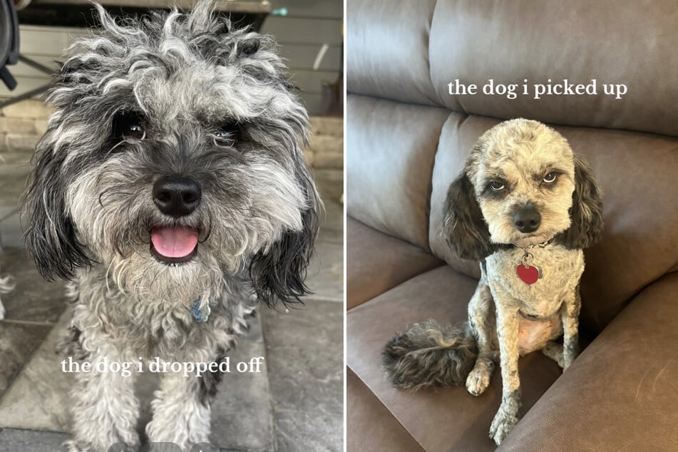 Nach dem Friseurbesuch wirkte Cavapoo Louie alles andere als begeistern von seinem neuen Look.