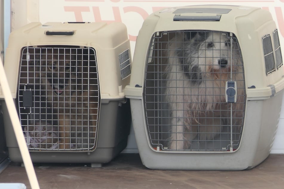 Insgesamt wurden rund 60 Hunde und noch weitere Tiere sichergestellt.