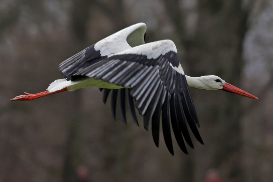 Der erste Storch in Glauchau auf dem Schornstein am Gründelpark ist am 16. Februar zum ersten Mal gesehen worden.
