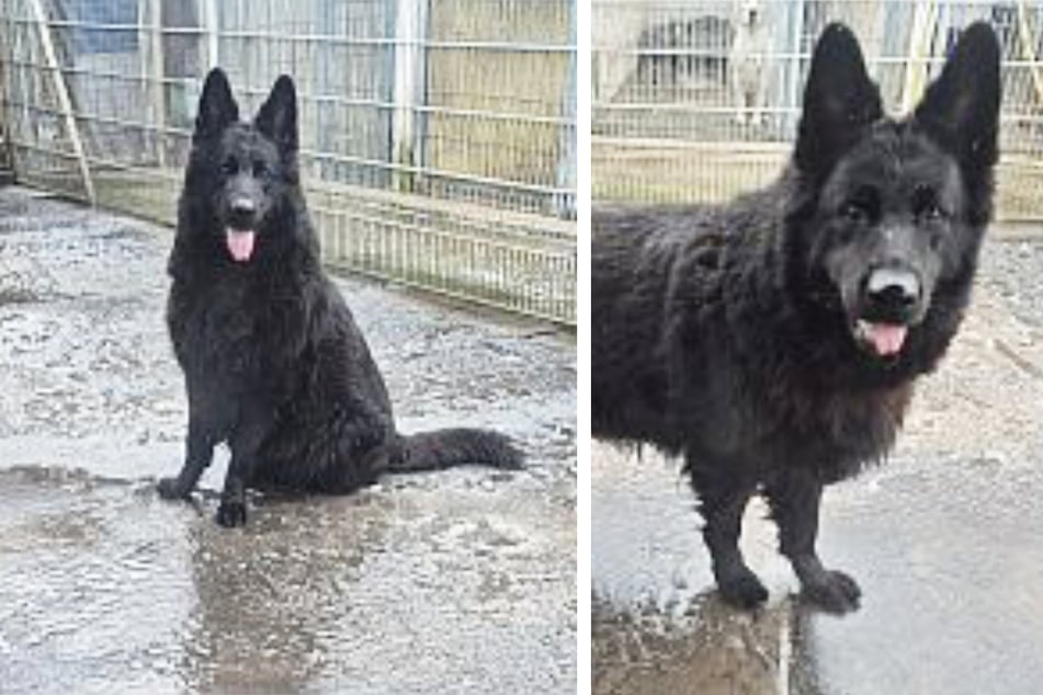 Derzeit hat die Hundedame noch ein bisschen zu viel auf den Rippen.