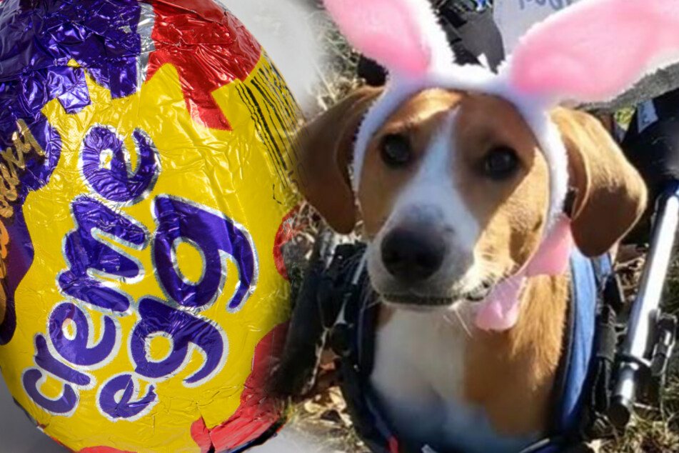 Zweibeiniger Hund will Osterhase werden, und Ihr könnt ihm dabei helfen!