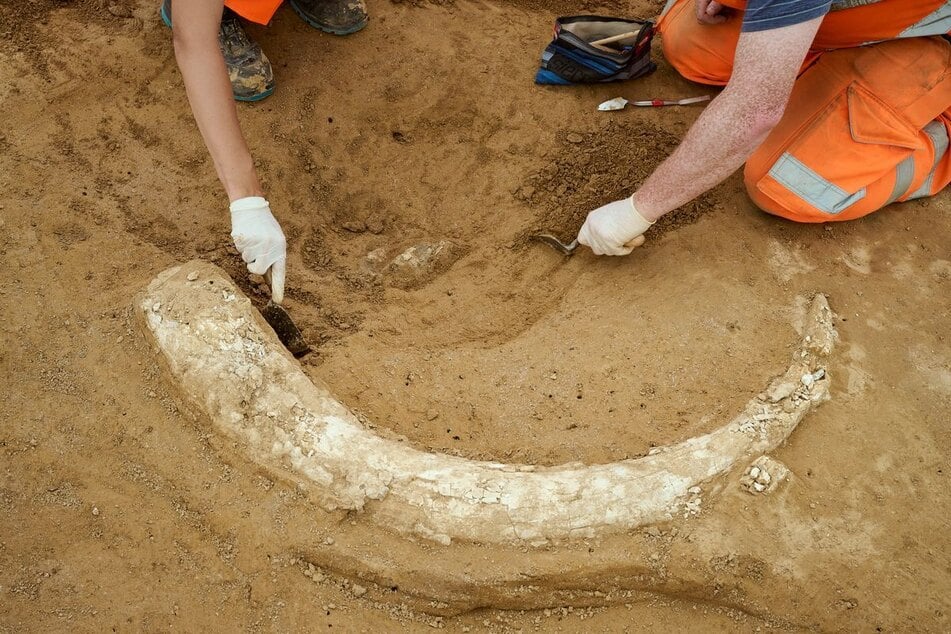 Der noch gut erhaltene Knochen ist 1,20 Meter lang.