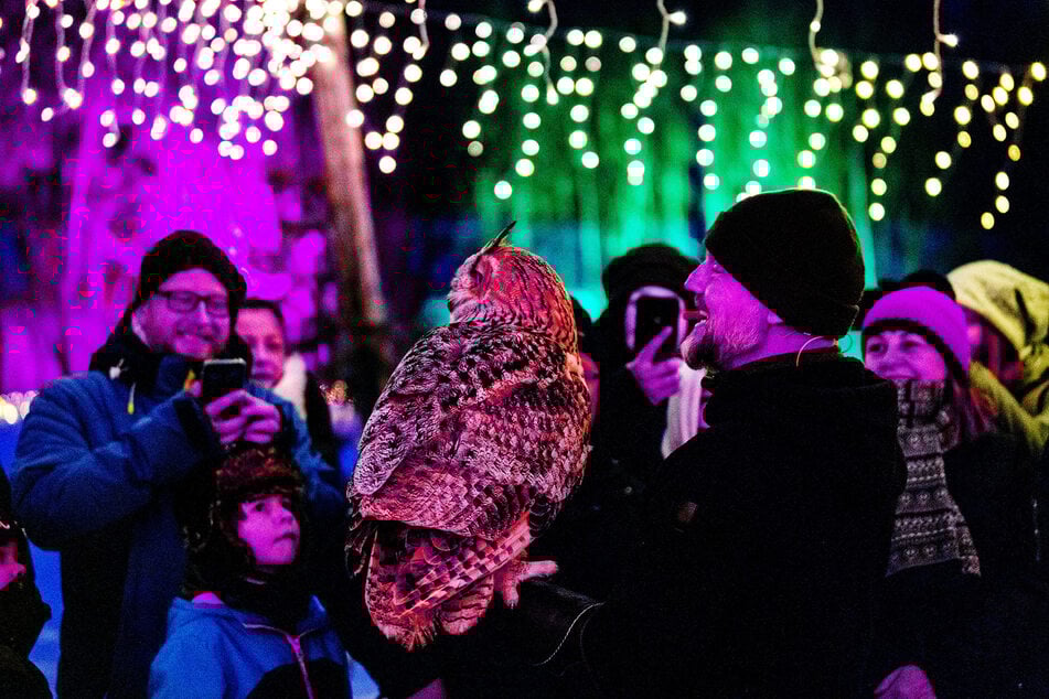 Sibirischer Uhu "Olga" bei der "Nacht der Eulen": Im bunten Lichterglanz bestaunen Besucher den imposanten Vogel aus nächster Nähe.