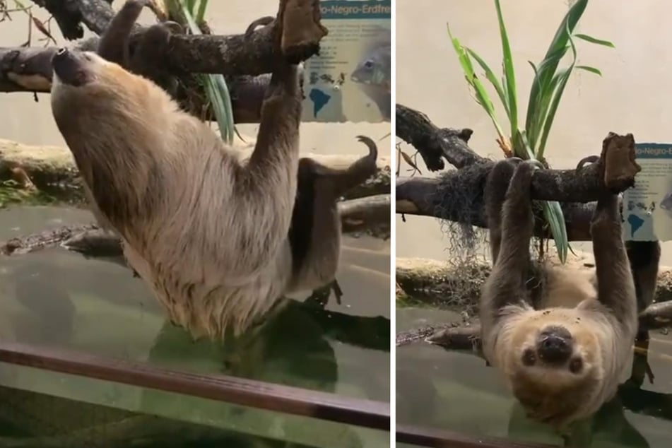 Das Zweifinger-Faultier im Kölner Zoo hängt ab. Die Tiere können sogar schwimmen, tun es aber nur äußerst selten.