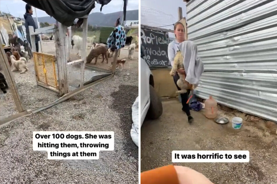 Geschlagen und misshandelt: Frau rettet Hund von Horror-Hof - und ist begeistert von seiner Verwandlung