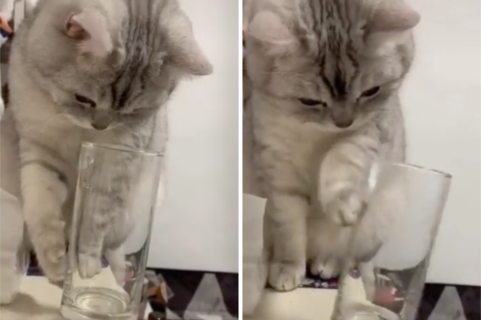 One cat swats a glass between her paws, unaware of the consequences.