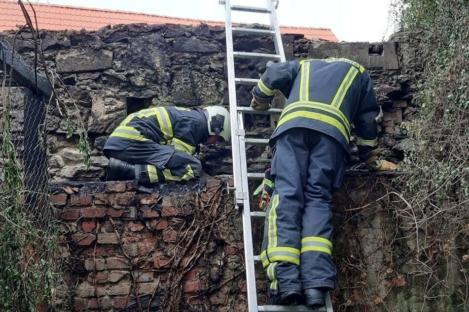 Nach einem Contanerbrand entdeckten Feuerwehrmänner die beiden verletzten Katzenbabys.