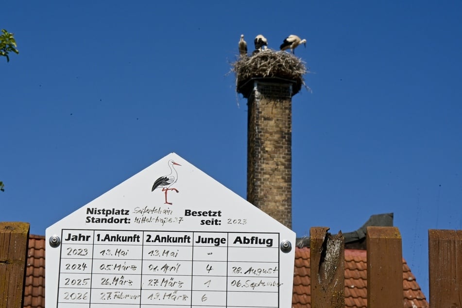 Die Brut läuft dieses Jahr bisher sehr gut.