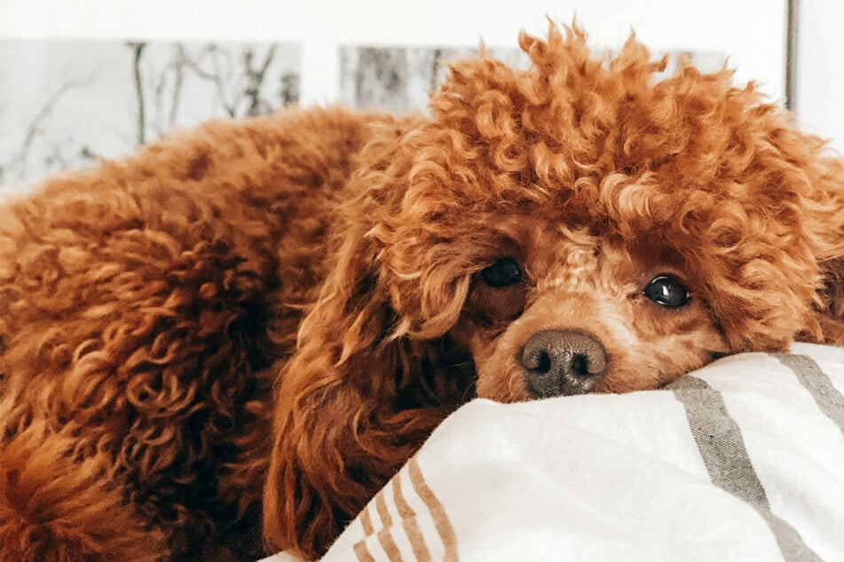 Poodles are covered in fluff, and unbelievably amusing.