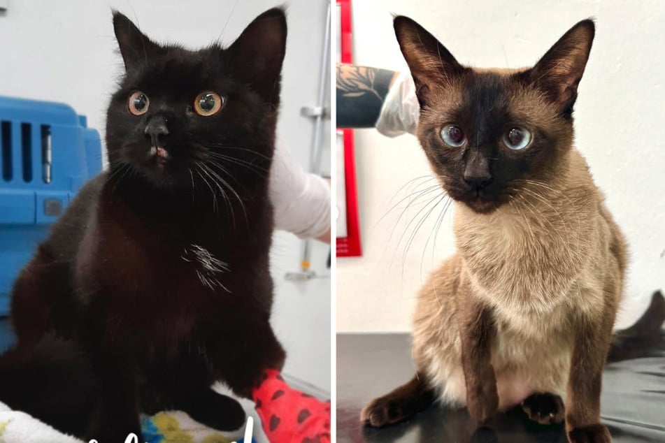 Mehrere Fundkatzen sind verletzt ins Tierheim Berlin gekommen.