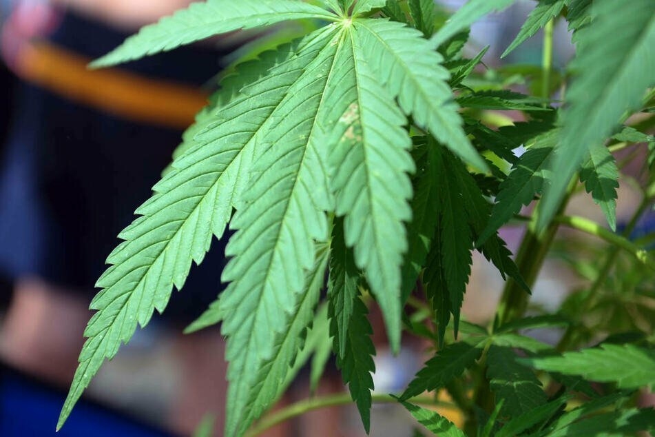 Beschwerde über Ruhestörung führt Polizei zu Cannabispflanzen