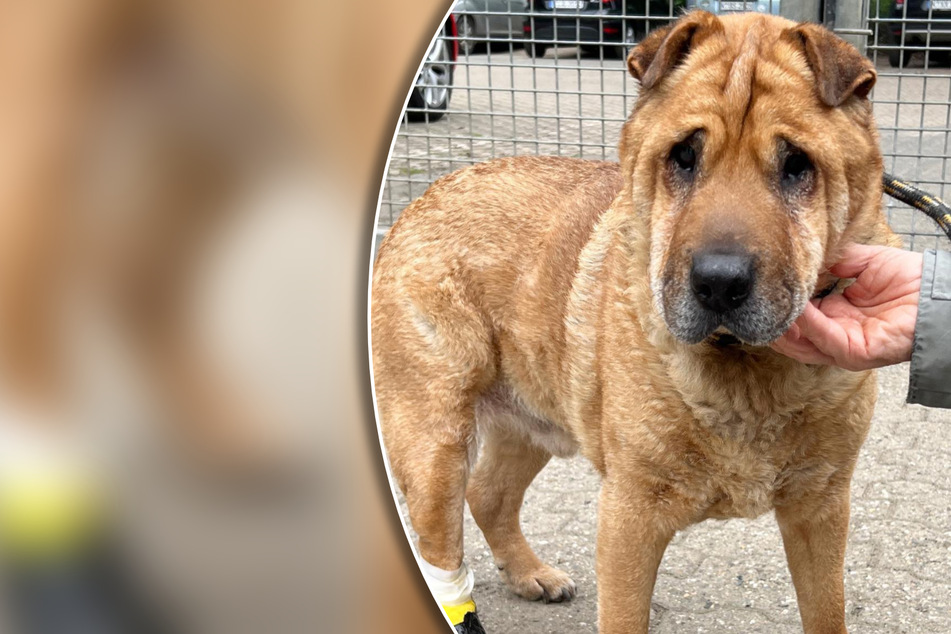 Blinder Hunde-Opa aus verwahrloster Wohnung gerettet: Tierheim auf verzweifelter Herrchen-Suche