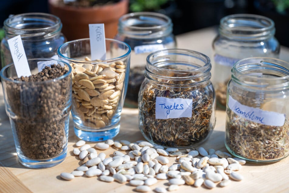 In Waldenburg findet am Sonntag eine Tauschbörse für Saatgut statt.