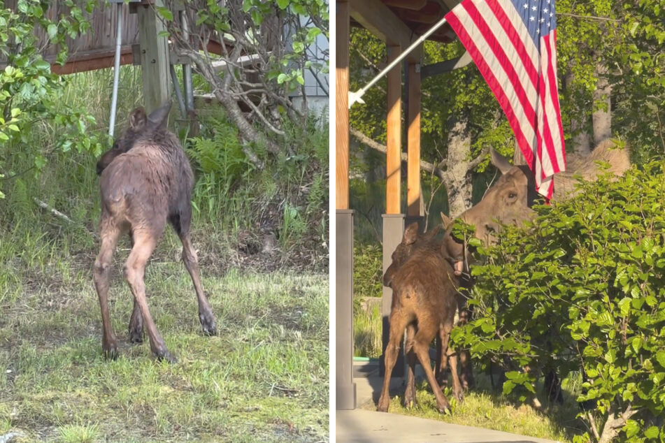 Wieder vereint: Nach dem unfreiwilligen Badegang konnte das klatschnasse Kalb zurück zu seiner sichtlich erleichterten Mutter.