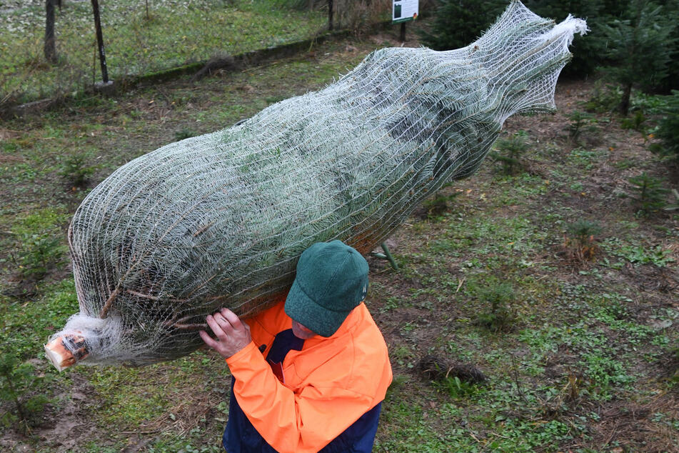 Ein Mann trägt einen eingenetzten Tannenbaum auf der Schulter.