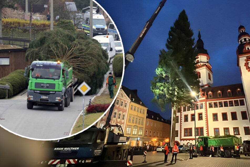 Chemnitz: Schwergewicht angekommen: Chemnitzer Weihnachtsbaum aufgestellt
