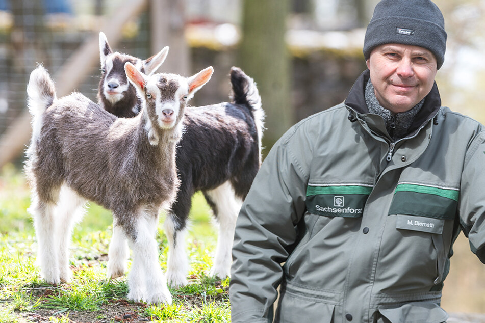 Nach langer Schließung des Wildgeheges Moritzburg: "Tiere haben sich vom Menschen entwöhnt"