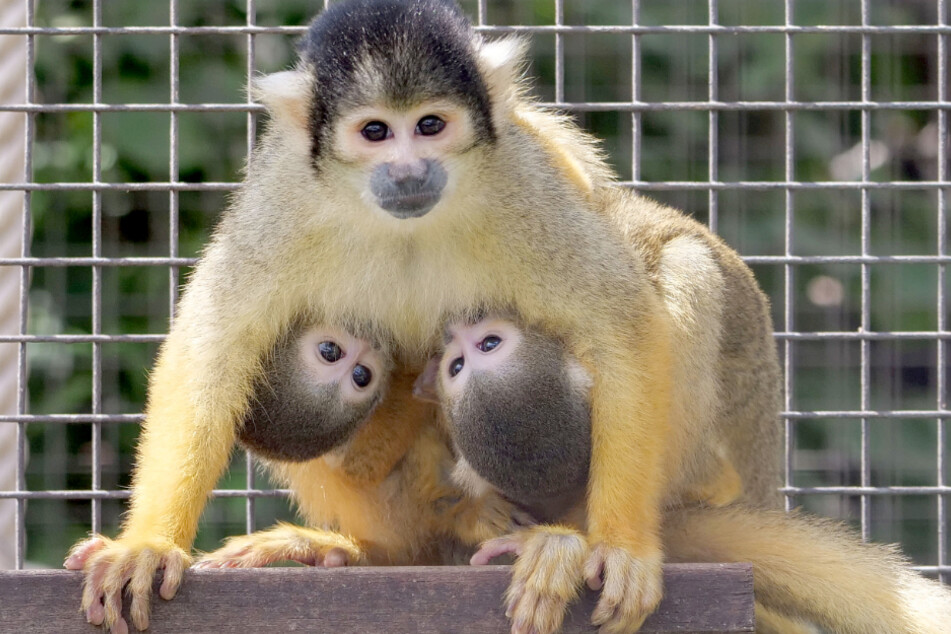 Bei den Totenkopfäffchen in der Wilhelma gab es vierfachen Nachwuchs. Ungewöhnlicherweise übernimmt das Weibchen Lissi auch die Versorgung eines zweiten Jungtiers einer anderen Mutter.