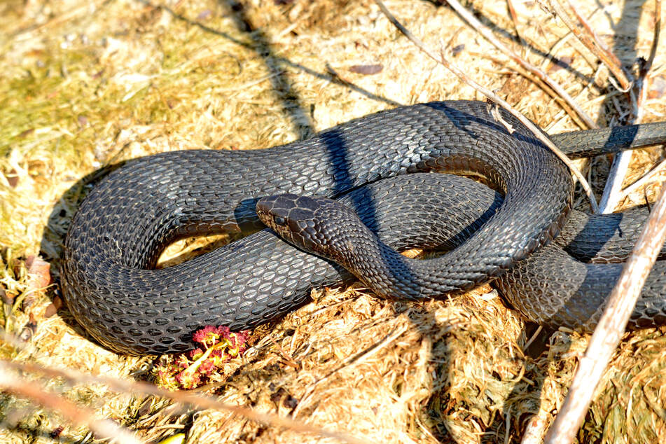 The snake wrangler believes that some of the snakes have been living in the home for at least two years.