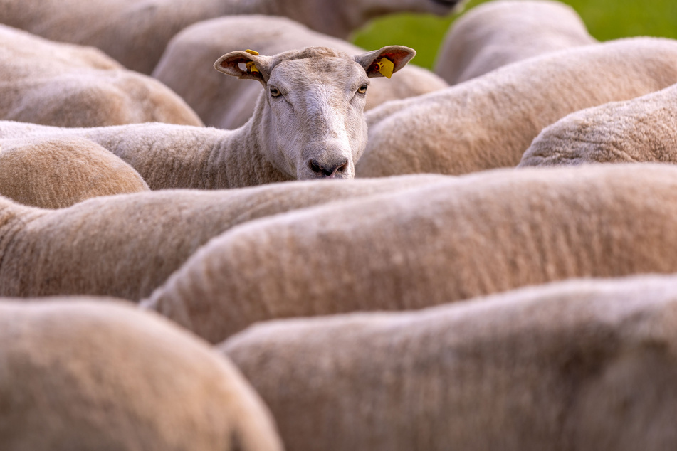 Investitionen in vorbeugende Maßnahmen für Schafe, Ziegen und Gehegewild werden laut Ministerium zu 100 Prozent gefördert.